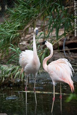 Salto Municipal Zoo. Flamingos. - Fauna - MORE IMAGES. Photo #57087