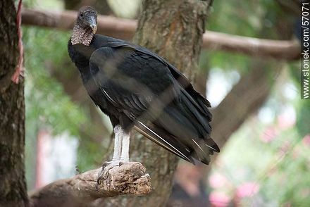 Zoológico Municipal de Salto. Buitre o cuervo de cabeza negra - Departamento de Salto - URUGUAY. Foto No. 57071