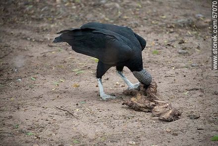 Salto Municipal Zoo. Vulture. - Department of Salto - URUGUAY. Photo #57070