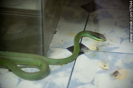Salto Municipal Zoo. Green snake - Department of Salto - URUGUAY. Photo #57044