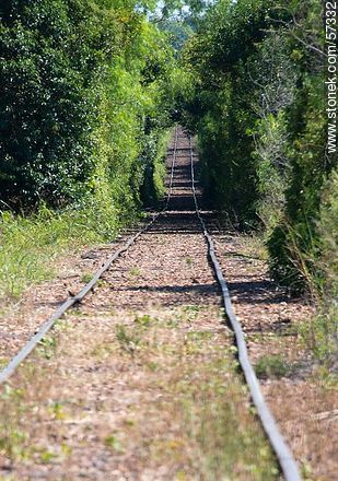 Railway to Paysandu from Chapicuy - Department of Paysandú - URUGUAY. Photo #57332