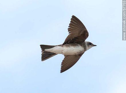 Brown-chested Martin - Fauna - MORE IMAGES. Photo #57703