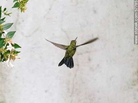 Hummingbird - Fauna - MORE IMAGES. Photo #57785