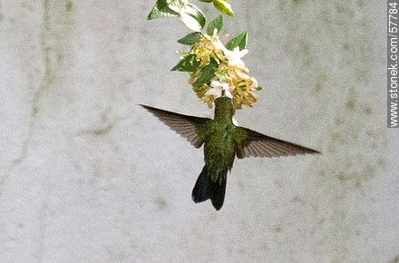 Hummingbird - Fauna - MORE IMAGES. Photo #57784