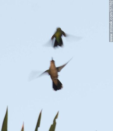 Hummingbird - Fauna - MORE IMAGES. Photo #57762