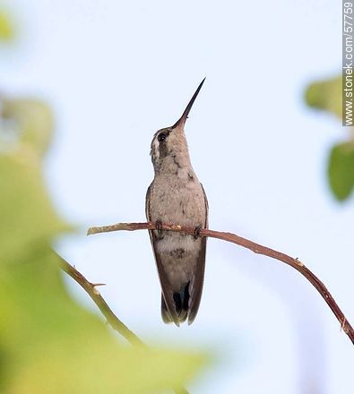 Hummingbird - Fauna - MORE IMAGES. Photo #57759