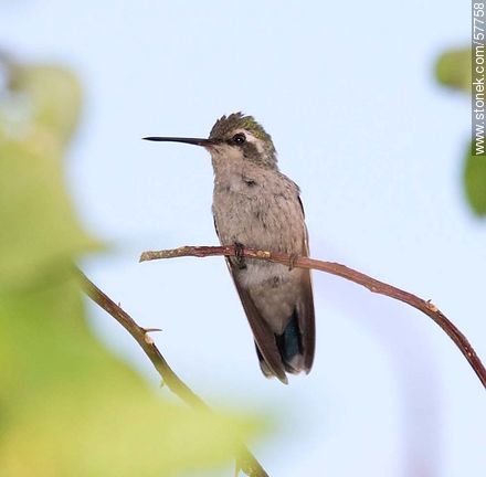 Hummingbird - Fauna - MORE IMAGES. Photo #57758