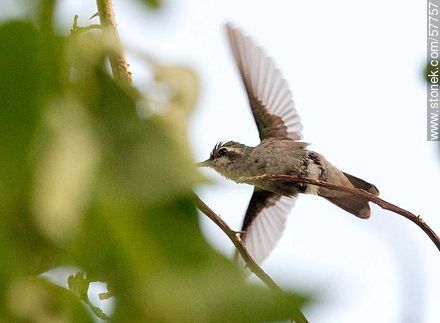 Hummingbird - Fauna - MORE IMAGES. Photo #57757