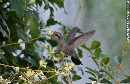 Hummingbird - Fauna - MORE IMAGES. Photo #57754