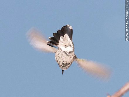 Hummingbird - Fauna - MORE IMAGES. Photo #57752