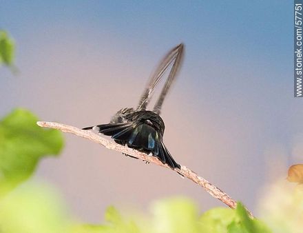 Hummingbird - Fauna - MORE IMAGES. Photo #57751