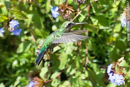 Hummingbird - Fauna - MORE IMAGES. Photo #57747