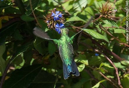 Hummingbird - Fauna - MORE IMAGES. Photo #57746