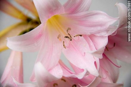 Pink Lily - Flora - MORE IMAGES. Photo #57881