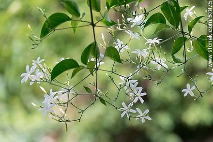 Jasmine - Flora - MORE IMAGES. Photo #57875