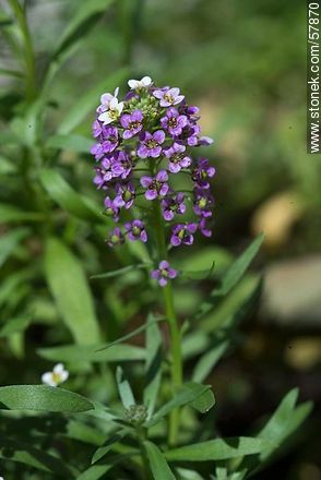 Alyssum maritimum violet - Flora - MORE IMAGES. Photo #57870
