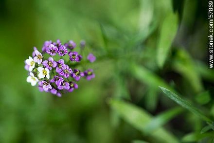 Alyssum maritimum violet - Flora - MORE IMAGES. Photo #57869