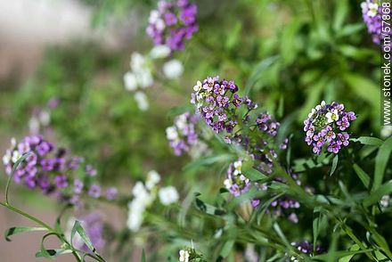 Aliso violeta - Flora - IMÁGENES VARIAS. Foto No. 57868