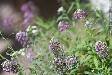 Alyssum maritimum violet - Flora - MORE IMAGES. Photo #57867
