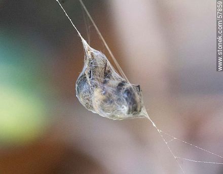 Abeja atrapada en una tela de araña - Fauna - IMÁGENES VARIAS. Foto No. 57859