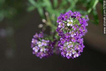 Aliso violeta - Flora - IMÁGENES VARIAS. Foto No. 57858