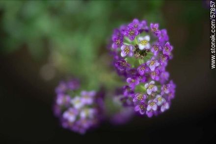 Aliso violeta - Flora - IMÁGENES VARIAS. Foto No. 57857