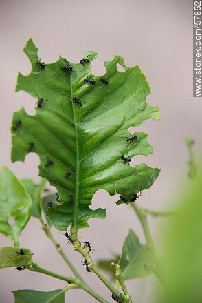 Hoja de limonero siendo destrozada por hormigas negras - Fauna - IMÁGENES VARIAS. Foto No. 57852