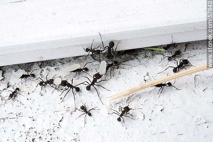 Hormigas negras cargando granos de arroz para su hormiguero - Fauna - IMÁGENES VARIAS. Foto No. 57843