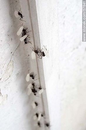 Hormigas negras cargando granos de arroz para su hormiguero - Fauna - IMÁGENES VARIAS. Foto No. 57841