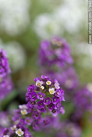 Aliso violeta - Flora - IMÁGENES VARIAS. Foto No. 57840