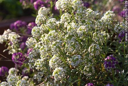 Alyssum maritimum white and violet - Flora - MORE IMAGES. Photo #57829