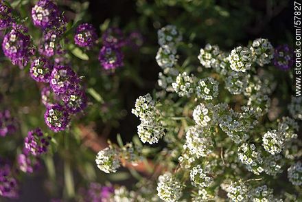 Alyssum maritimum white and violet - Flora - MORE IMAGES. Photo #57827