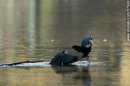 Cuervillos cara pelada en el lago del parque Rivera - Fauna - IMÁGENES VARIAS. Foto No. 57943