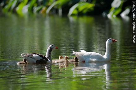 Goose Family at the lake of Parque Rivera - Fauna - MORE IMAGES. Photo #57913