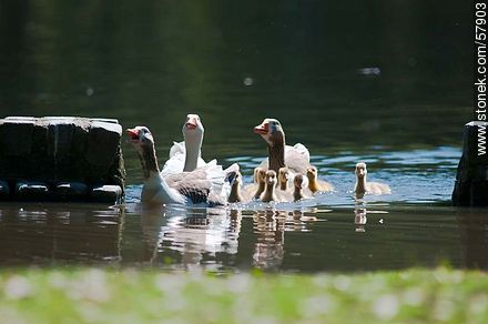 Goose Family at the lake of Parque Rivera - Fauna - MORE IMAGES. Photo #57903