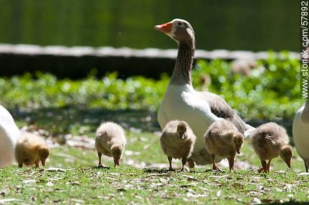 Goose Family at Rivera Park - Fauna - MORE IMAGES. Photo #57892
