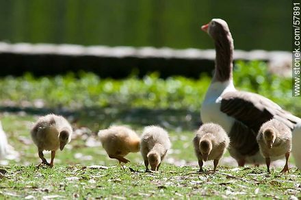 Goose Family at Rivera Park - Fauna - MORE IMAGES. Photo #57891