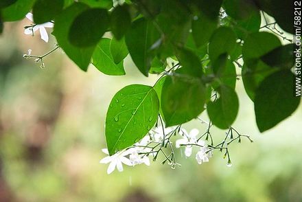 Begonia - Flora - MORE IMAGES. Photo #58212