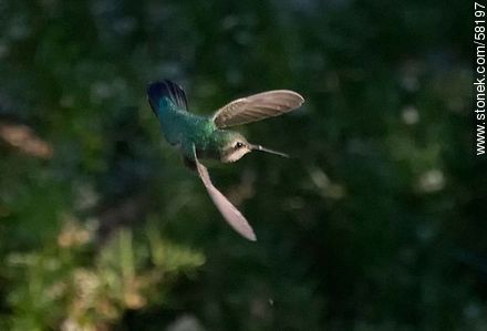 Hummingbird in flight - Fauna - MORE IMAGES. Photo #58197