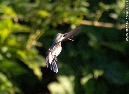 Hummingbird in flight - Fauna - MORE IMAGES. Photo #58191