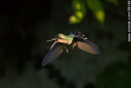 Hummingbird in flight - Fauna - MORE IMAGES. Photo #58188