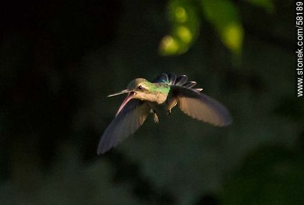 Hummingbird in flight - Fauna - MORE IMAGES. Photo #58189