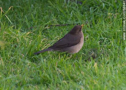 Creamy - bellied Thrush - Fauna - MORE IMAGES. Photo #58841