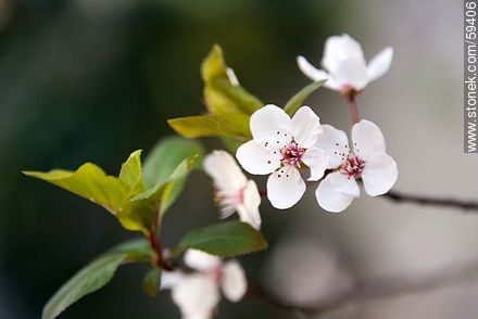 Plum blossom in late August - Flora - MORE IMAGES. Photo #59406