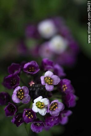 Plantas de aliso en flor combinadas en violeta y blanco - Flora - IMÁGENES VARIAS. Foto No. 59431
