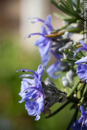 Rosemary flower - Flora - MORE IMAGES. Photo #59393