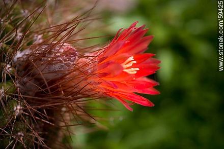 Orange tuna flower - Flora - MORE IMAGES. Photo #59425