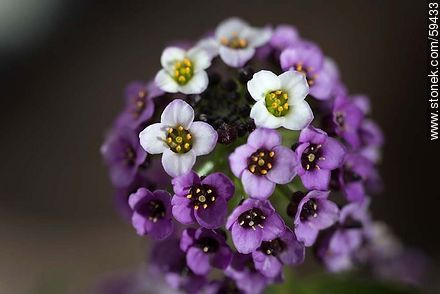 Plantas de aliso en flor combinadas en violeta y blanco - Flora - IMÁGENES VARIAS. Foto No. 59433
