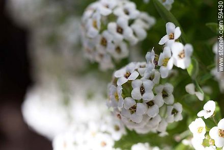 Plantas de aliso en flor blanca - Flora - IMÁGENES VARIAS. Foto No. 59430