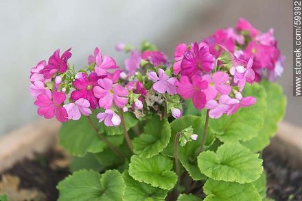 Pink Primrose - Flora - MORE IMAGES. Photo #59392